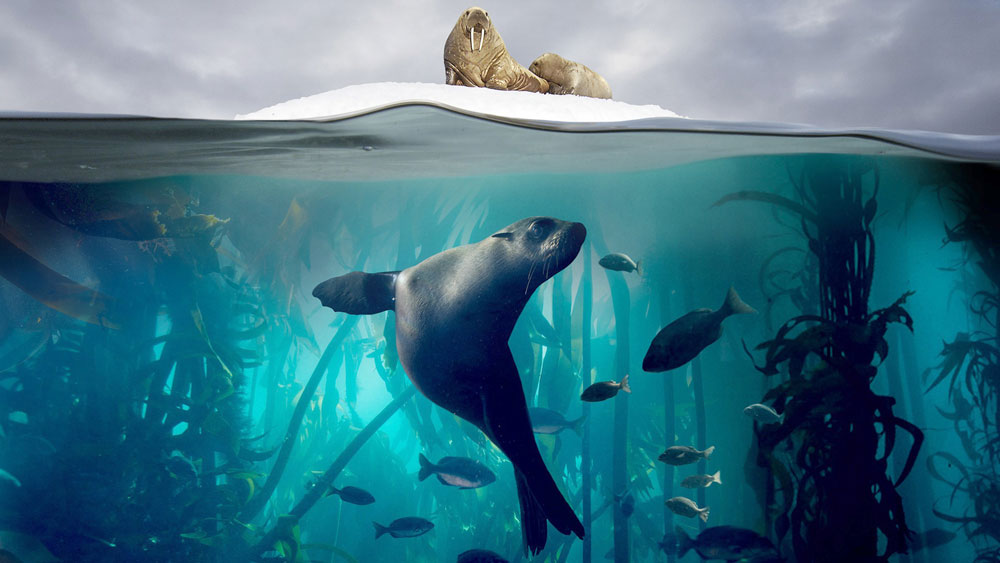 Blue Planet II