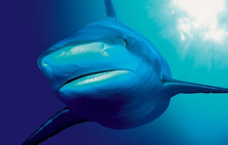 The Blue Planet
